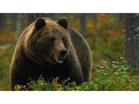 Ukonvaaja - Trailer #1