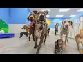 Furever Friends voted Best Long Term Dog Kennel by Honolulu Magazine