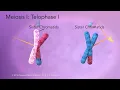 Download Lagu Meiosis