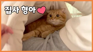 아직도 집사 형아를 너무 좋아하는 고양이 베니