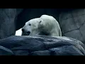 Polar Bear wall art wall posters Canvas prints visit Eyesight4Vision com