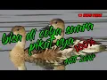suara pikat burung belibis alis ireng campuran bekerek 100% jos