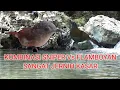 Download Lagu Masteran Kombinasi Tepus dada putih (SNIPER ) Vs FLamboyan FULL BESETAN KASAR  PANJANG