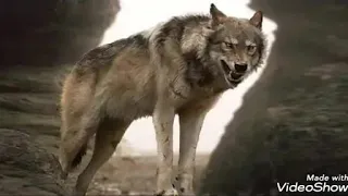 ماجتني الدنيا على الكيف ياذيب 