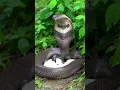 Download Lagu King Cobra Guarding Its Eggs #kingkobra #naturelovers #snake #animals #wildanimals #wildlife #snakev