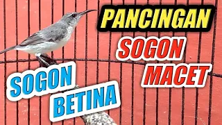 Download SOGON BETINA NGERIWIK MERAYU JANTAN | PANCINGAN SOGON MACET TERAMPUH MP3