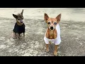Download Lagu She Can Barely See, But This 14-Year-Old Dog Still Guards Her Blind 12-Year-Old Son