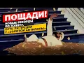 Download Lagu Пощади! Новые рекорды по золоту. Если ли предел у «золотой антилопы»? || Прямой эфир от 08.10.2025