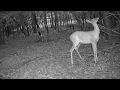 Deer on Hind Legs