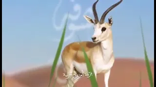 هو شوفه غايتي فرقة المزيود الحربية 