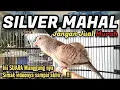 Perkutut Silver MAHAL, Begini Suara Manggungnya