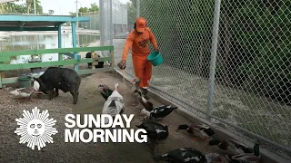 A zoo for rescued animals beneath a Key West jail