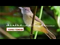 Download Lagu suara pikat burung kapas tembak.