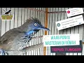 BURUNG TEPUS TUNGGIR MERAH GACOR WAJIB PUNYA UNTUK MASTERAN DIRUMAH