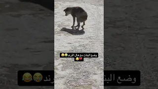 حرف الواو وردة 