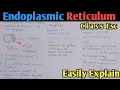 Endoplasmic Reticulum Structure And Functions Class 11 Biology