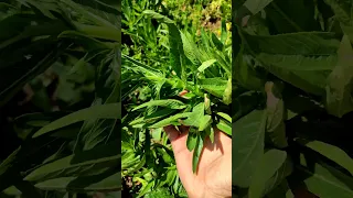 فليو  ملقم باللويزة   اللهم بارك  يوم في البادية  المغربية  المغربية   دندنها