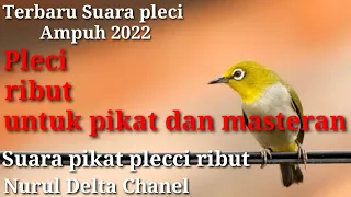 Download SUARA pikat burung Pleci ribut MP3