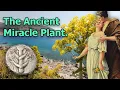 Silphium The Extinct Miracle Plant of Ancient Rome