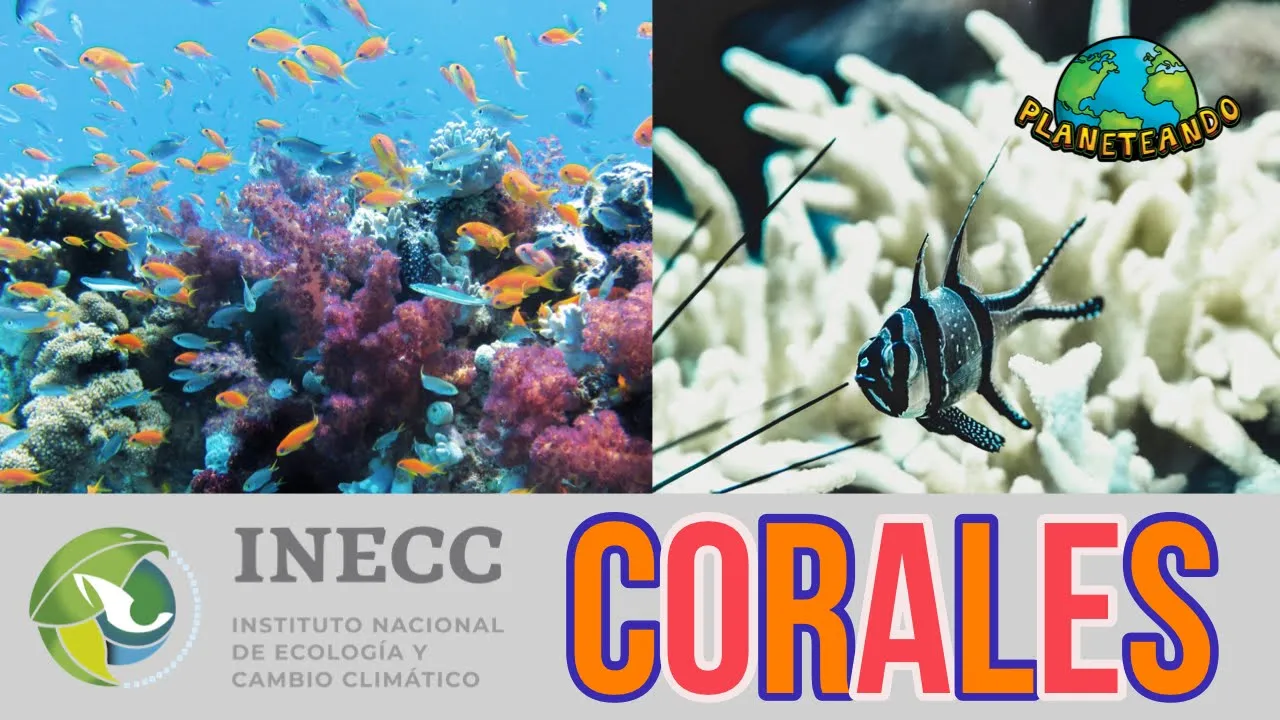 Arrecifes de coral | Instituto Nacional de Ecología y Cambio Climático (colaboración)