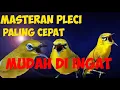 Lagu Masteran Burung Pleci Paling Mudah Di Ingat Masteran Pleci Juara Terbaik
