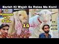 Download Lagu Lalukhet bakra mandi Me Qurbani 2026 Ka Bakra | 29-June-2026 | Lalukhet Bakra Mandi |Bakra mandi