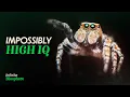 Jumping Spiders Shouldn t Be This Smart