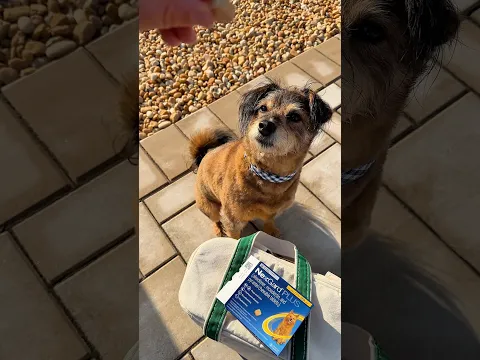 #ad a day in the life of Gus: camping edition!
