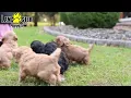 Friendly Cavapoo Puppies
