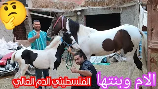 الاستاذ سيد نزل بالام وبنتها بالالوان الطبيعيه الفلسطيني الدم العالي 