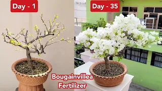 Download Bougainvillea में पत्तियों से ज्यादा फूल कैसे पाएं , Best Bougainvillea fertilizer, 35 days update MP3