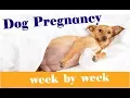 The Stages of Dog Pregnancy Week by Week Guide 2018