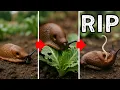 Download Lagu Stop Slugs for Good – The Truth About What Actually Works