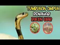 Download Lagu OBAT ALAMI PENAWAR RACUN ULAR BERBISA