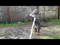 Solid Black American Bully
