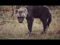 Young Hyena Breaks Camera Waterhole Africa s Animal Oasis BBC Earth