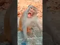 Download Lagu cute toucan 🦤💞 \u0026 monkey 🐒 funny 🤣#funnyvideos #toucan #monkey #viral #video #funny #cute #shorts