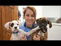 Lagu Why you shouldn't get two puppies at once! | Boxer puppies