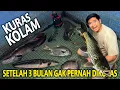 Download Lagu KURAS KOLAM SETELAH 3 BULAN GAK DIKURAS! SEMUA IKAN SUDAH SEBESAR INI! HARUS EVAKUASI BIAR GAK GIGIT