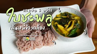ใบชะพูมีสารอะไรบ้าง ที่ช่วยต้านอนุมูลอิสระ และชะลอการเกิดเซลล์มะเร็ง