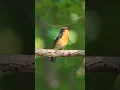 Download Lagu Burung Sikatan Narsis [Narcissus Flycatcher] #shorts