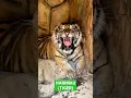 Download Lagu Suara Harimau memang Menakutkan #shorts #shortvideo #suara hewan #harimau #tiger