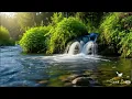 Lagu Suara air sungai untuk terapi burung stress