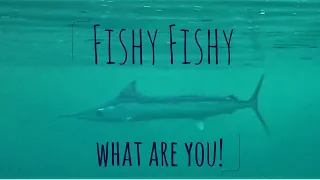 Fishy Fishy what are you? [Bonus Ep1] Sailing Salacia Star