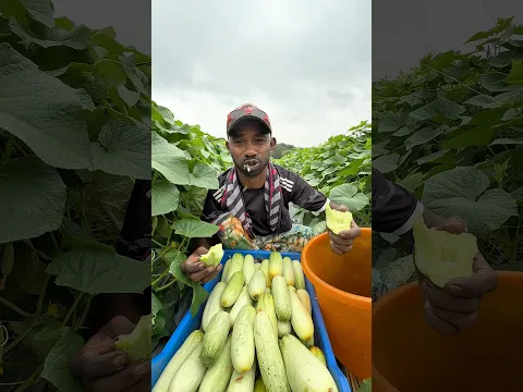 আলহামদুলিল্লাহ নতুন গাছের দেশী শসা সেই স্বাদ🌱🙂🥰 #monirulislam #farmer #সেই_স্বাদ