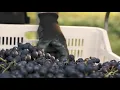 Download Lagu Cantine di negrar | Verona | Amarona | Valpolicella