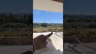                     دندنها