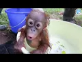 Lagu ORANGUTAN BABY SCHOOL!
