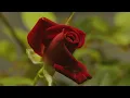 Sherine - Masha'er (Egyptian Arabic) Lyrics + English Translation - مشاعر - شيرين