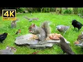 Download Lagu [NO ADS] Katten TV 😸 Vogels en eekhoorns verzamelen zich bij de rots 🕊️ Vogels voor katten